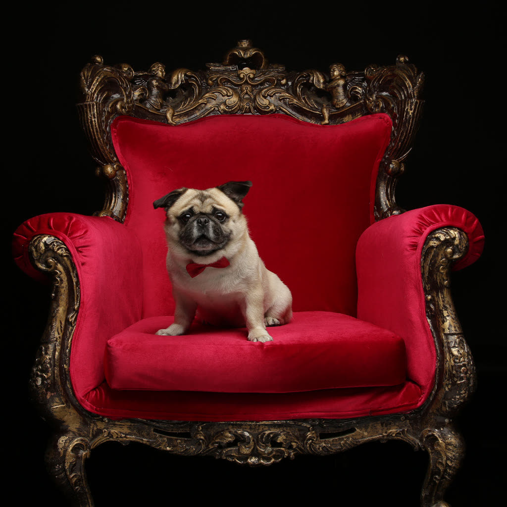 GLAMDOG